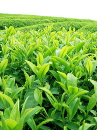 На самом ли деле полезен зеленый чай?