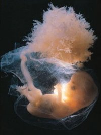 Воспитание в утробе или внутриутробное воспитание малыша
