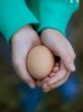 Когда следует вводить яйцо в прикорм ребенка?